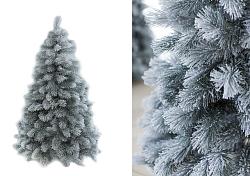 Сосна Альпийская снежная 2,5м